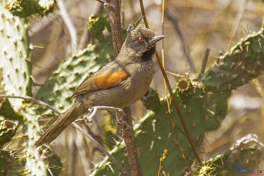 Red-shouldered Spinetail - ML513134811