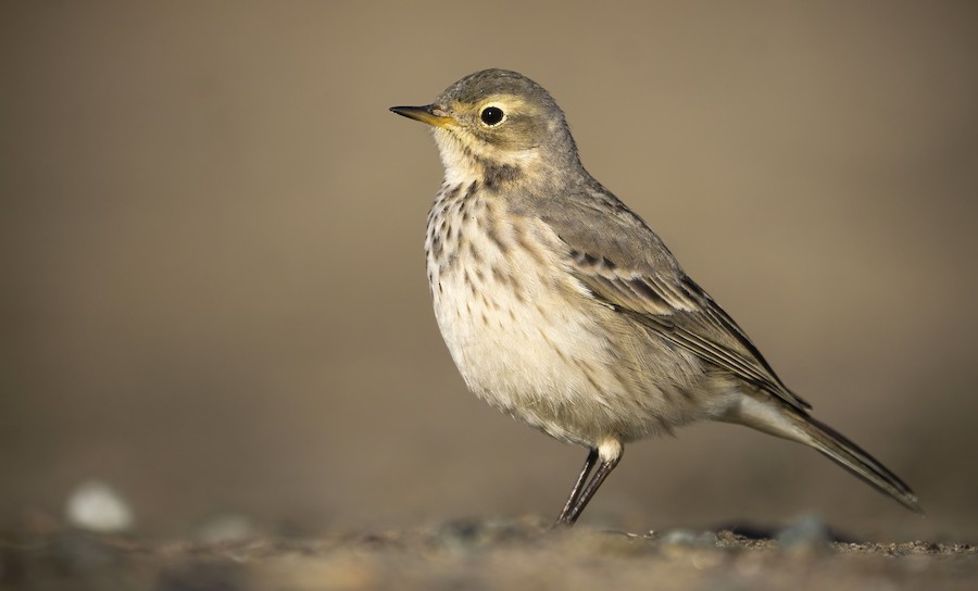 American Pipit