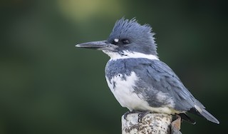 Belted Kingfisher