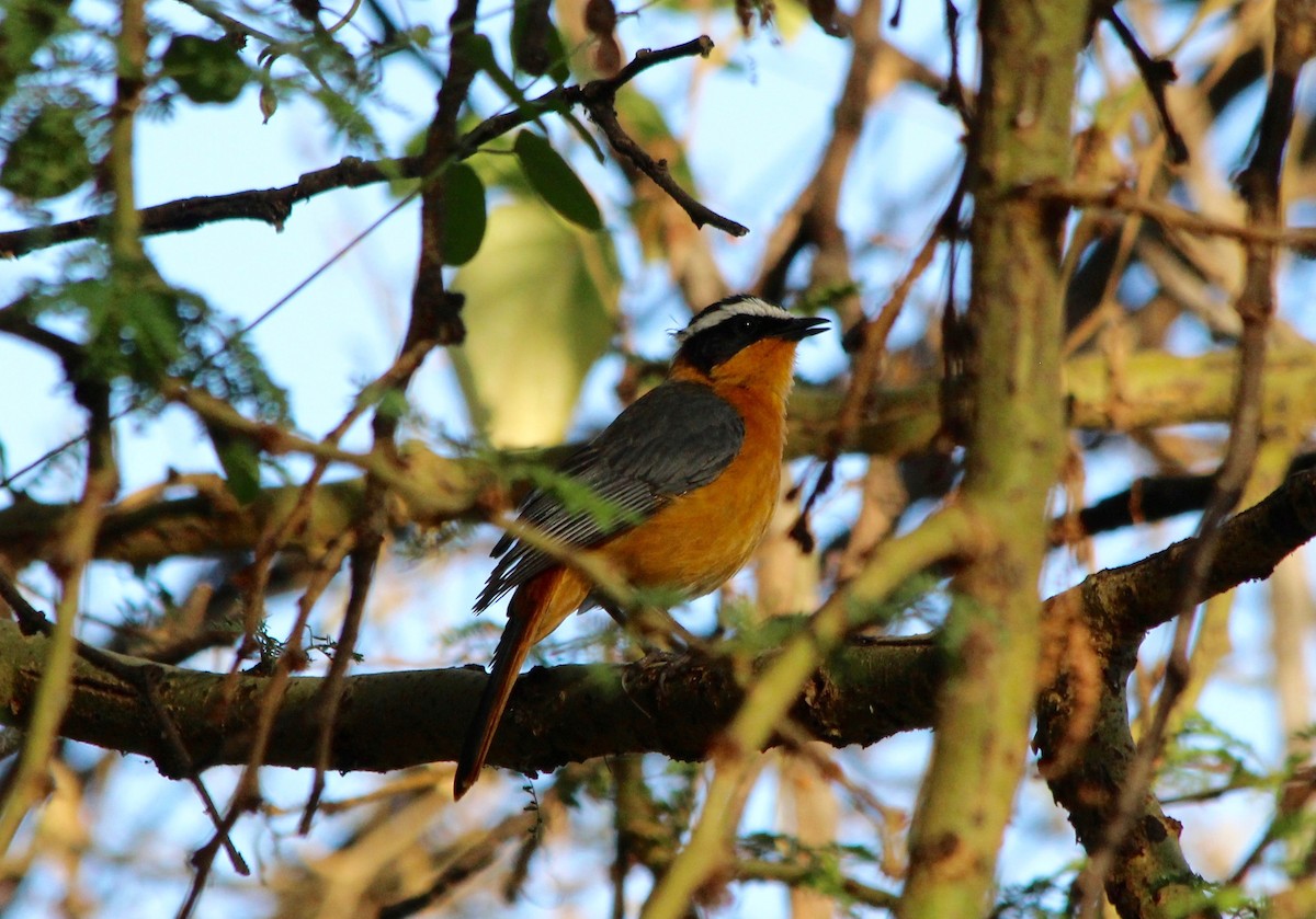 White-browed Robin-Chat - ML51313521