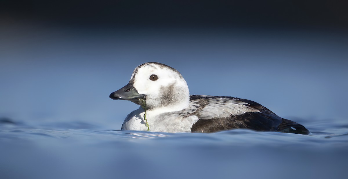 Long-tailed Duck - ML513135341