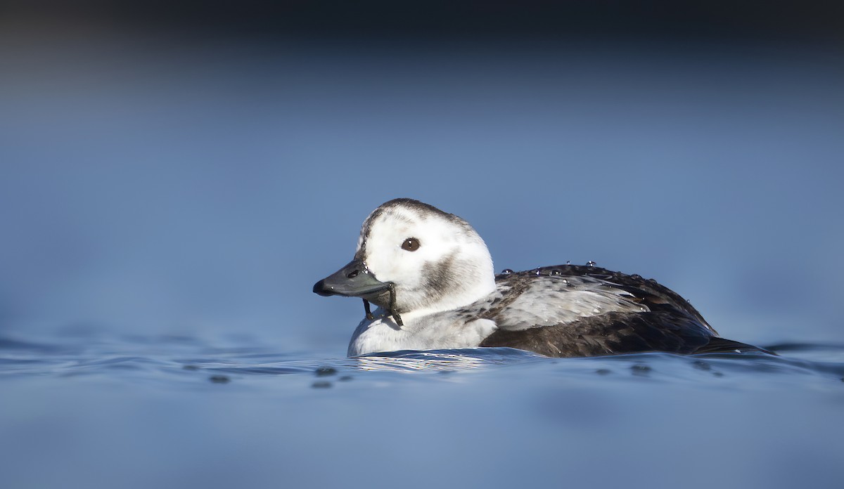 Long-tailed Duck - ML513135361