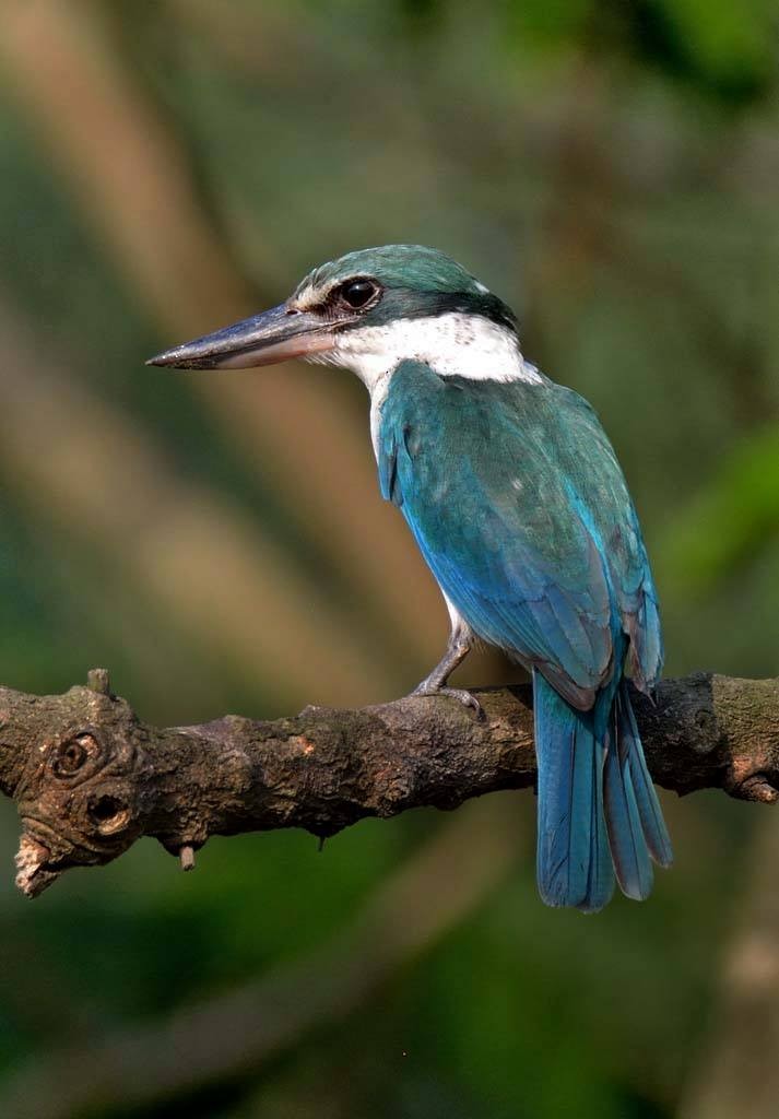 Collared Kingfisher - Biswanath Mondal