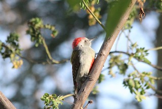  - Mountain Gray Woodpecker