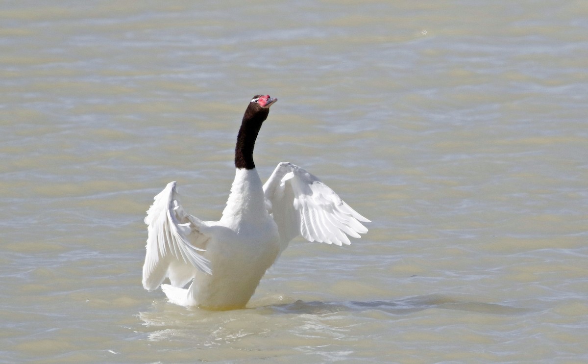 Black-necked Swan - ML513137311