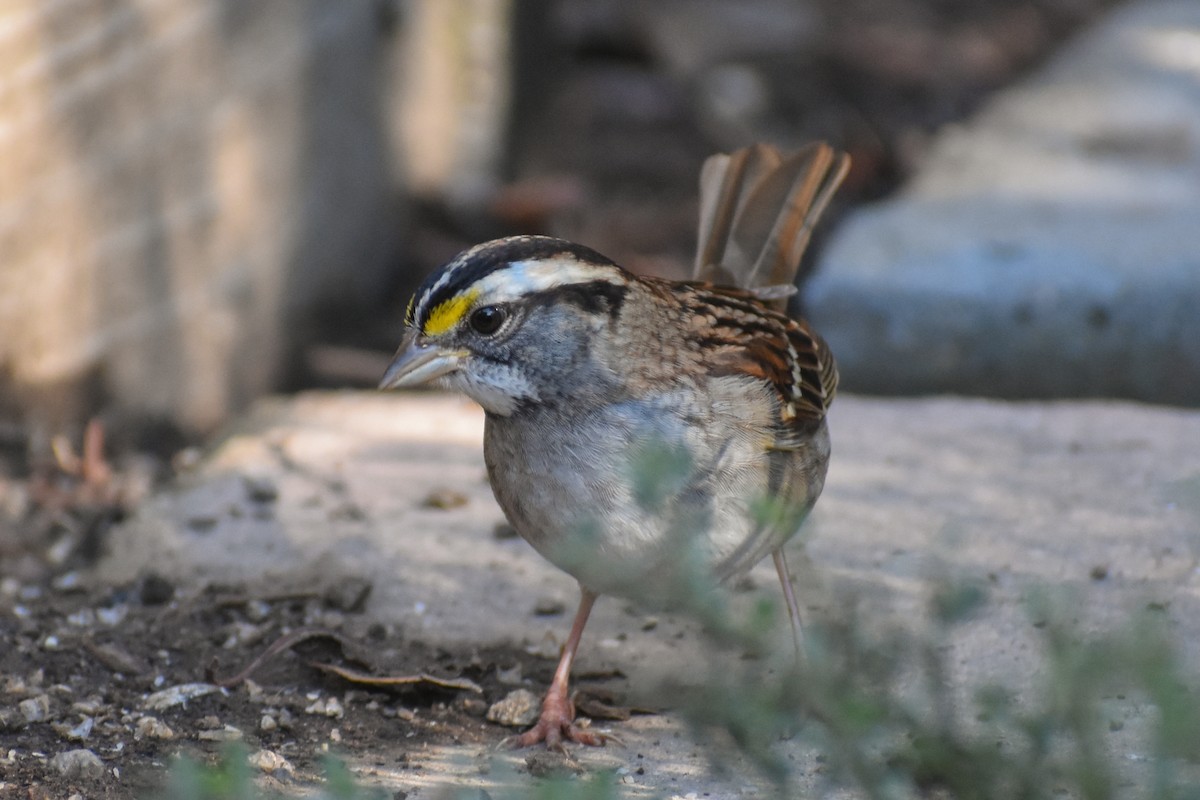 White-throated Sparrow - Kate E Magoon