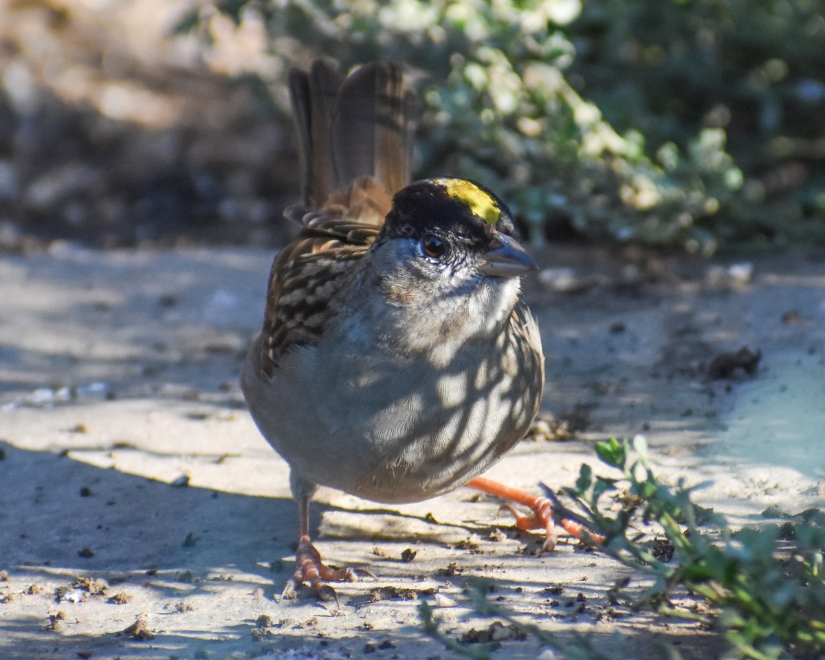 Golden-crowned Sparrow - ML513137931