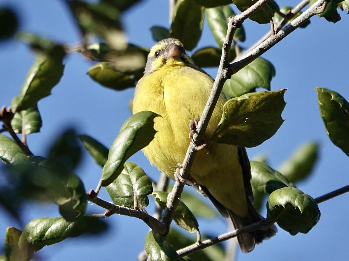 Yellow-fronted Canary - ML513138601
