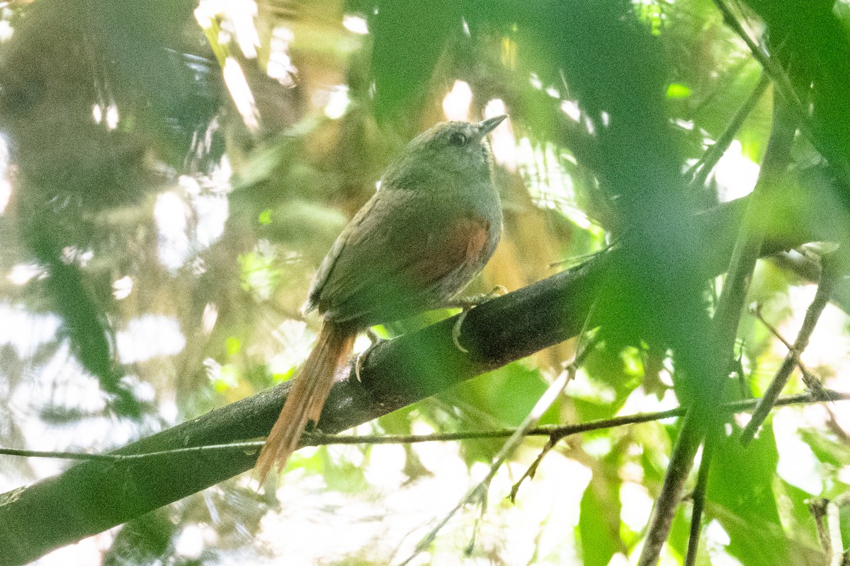 Gray-bellied Spinetail - ML513138751