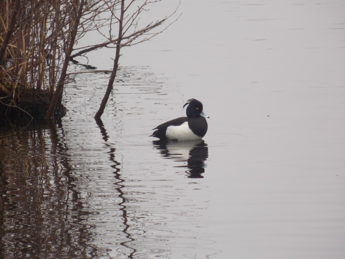 Tufted Duck - ML51314341