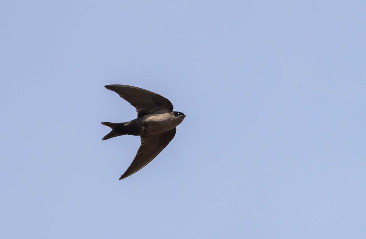 Brown-bellied Swallow - Jay McGowan
