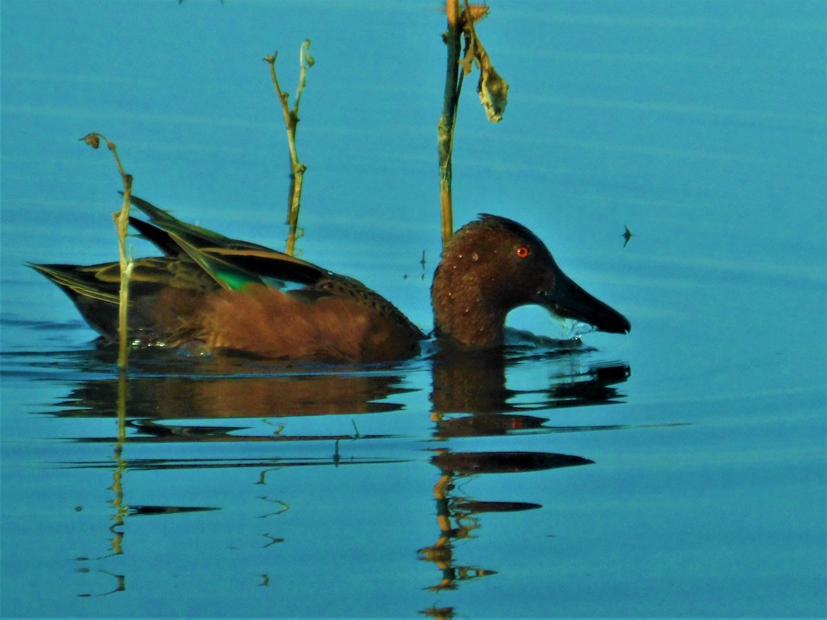 Ebird Checklist - 4 Nov 2022 - Merced Nwr--auto Loop - 59 Species (+4 