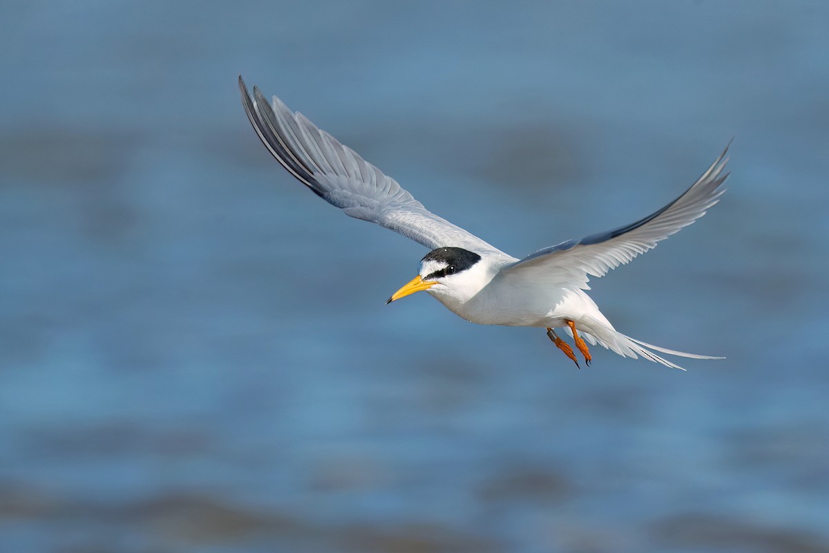 Little Tern - David Irving