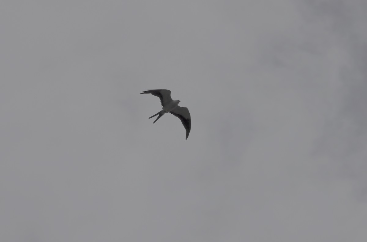Swallow-tailed Kite - ML513148821
