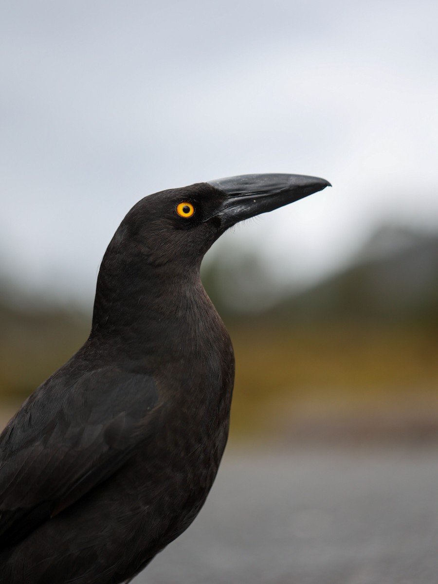 Black Currawong - Jamie Smith-Morvell