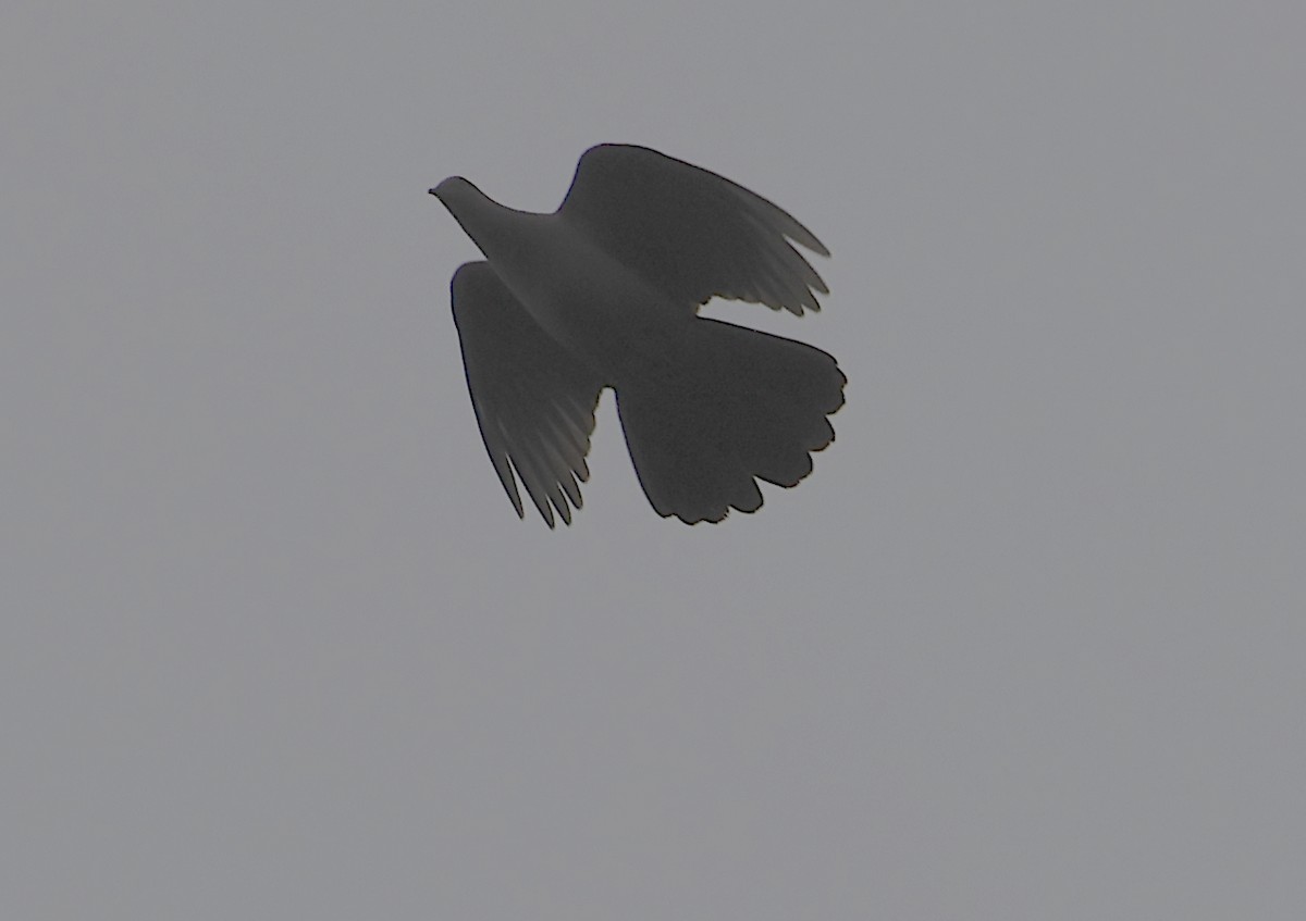 Plumbeous Pigeon - ML513156691