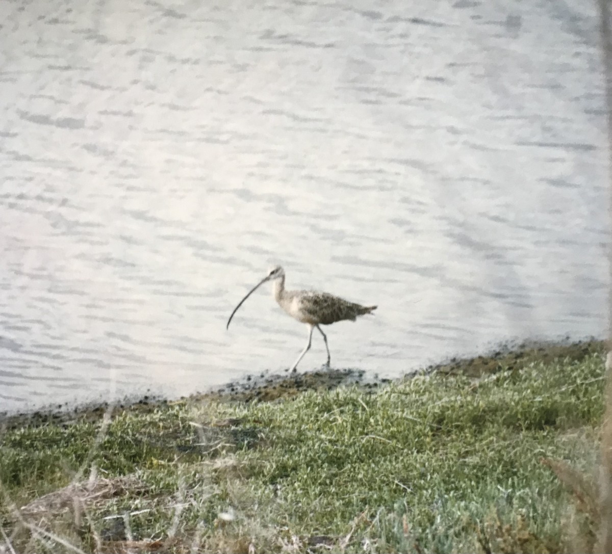 Long-billed Curlew - ML513157711