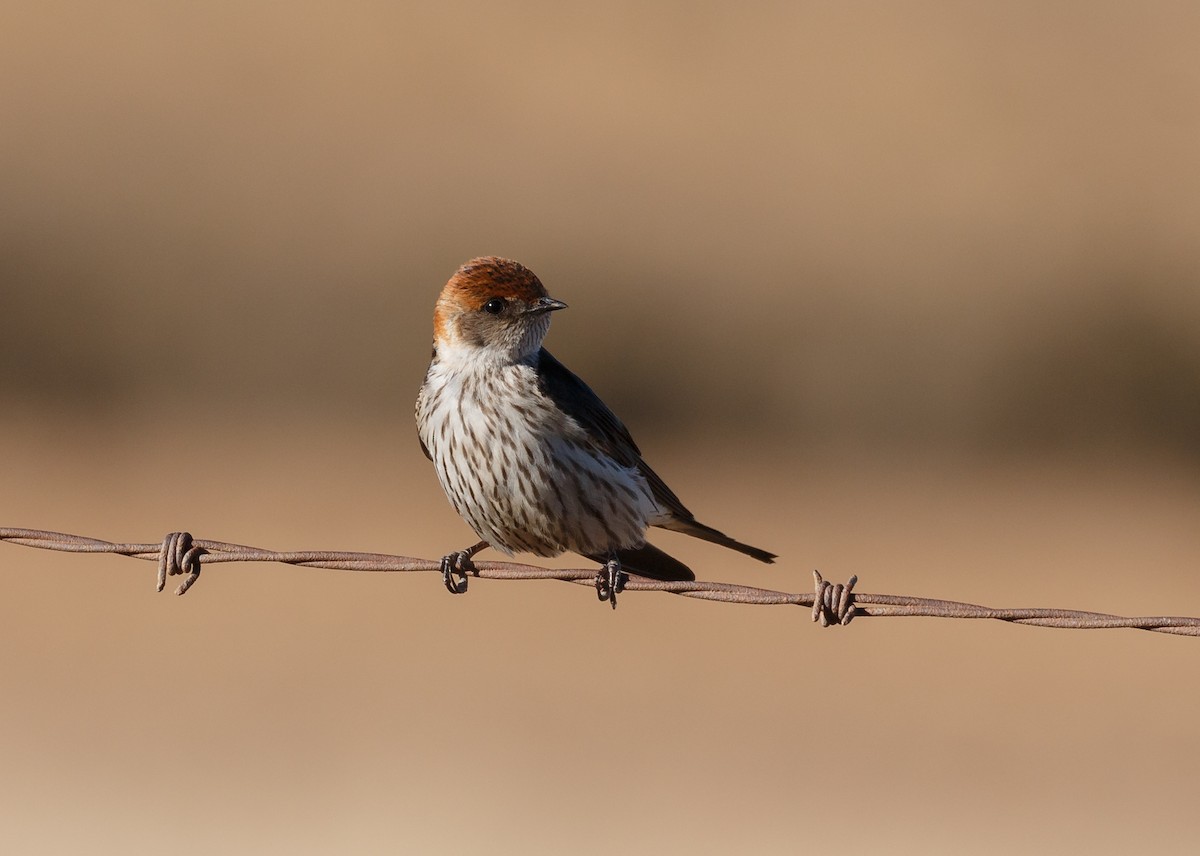 Greater Striped Swallow - ML51315831