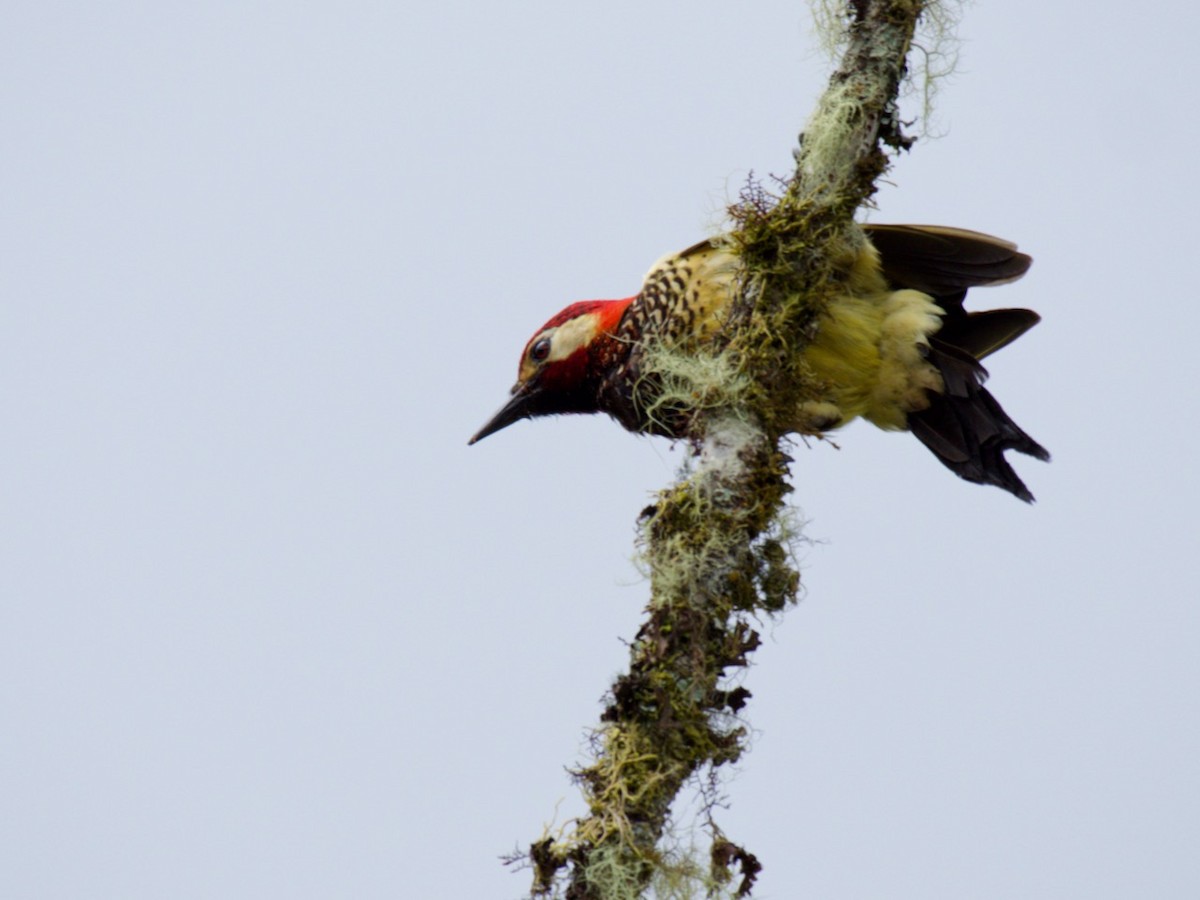Crimson-mantled Woodpecker - ML513162831