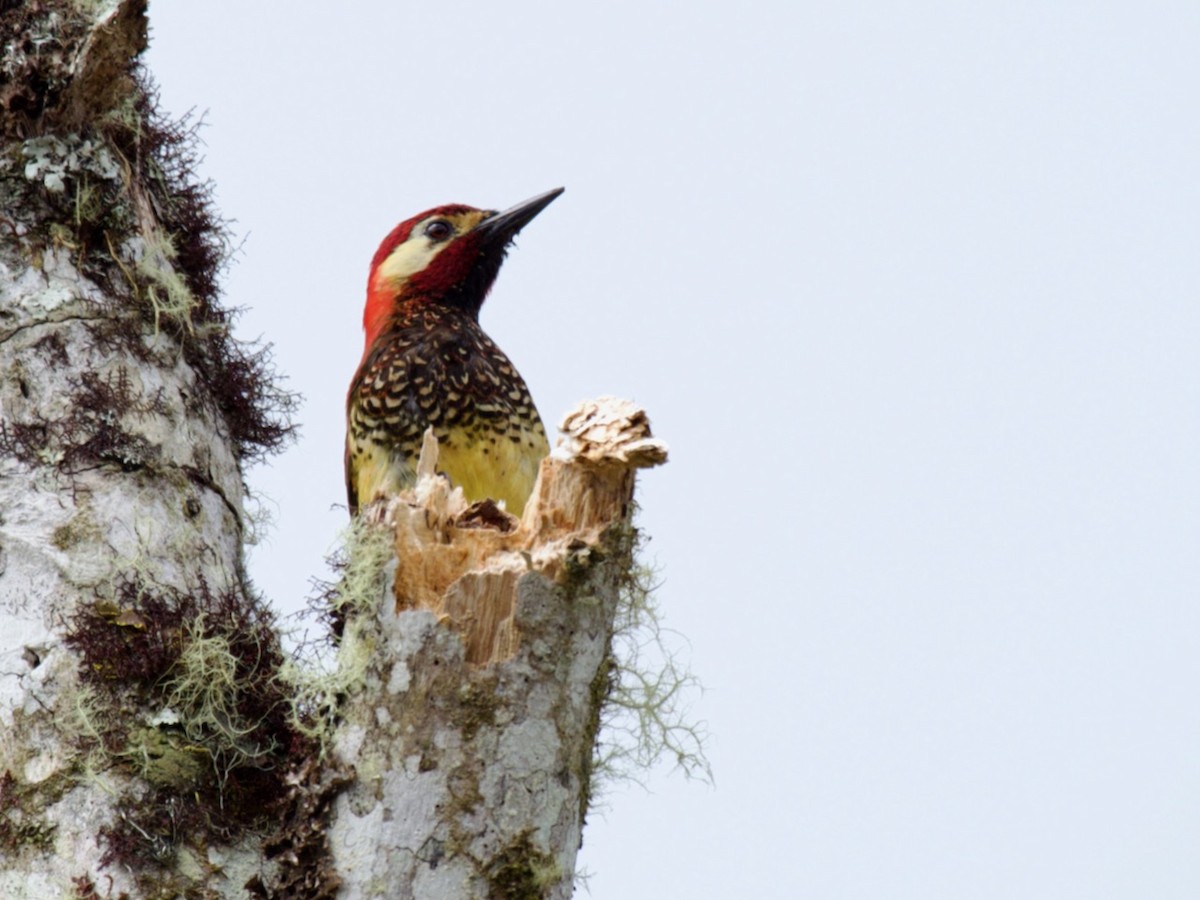 Crimson-mantled Woodpecker - ML513162841