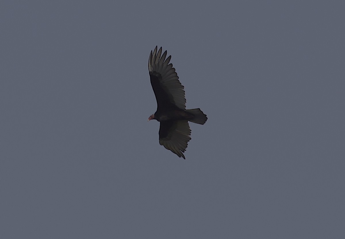 Turkey Vulture - ML513164571