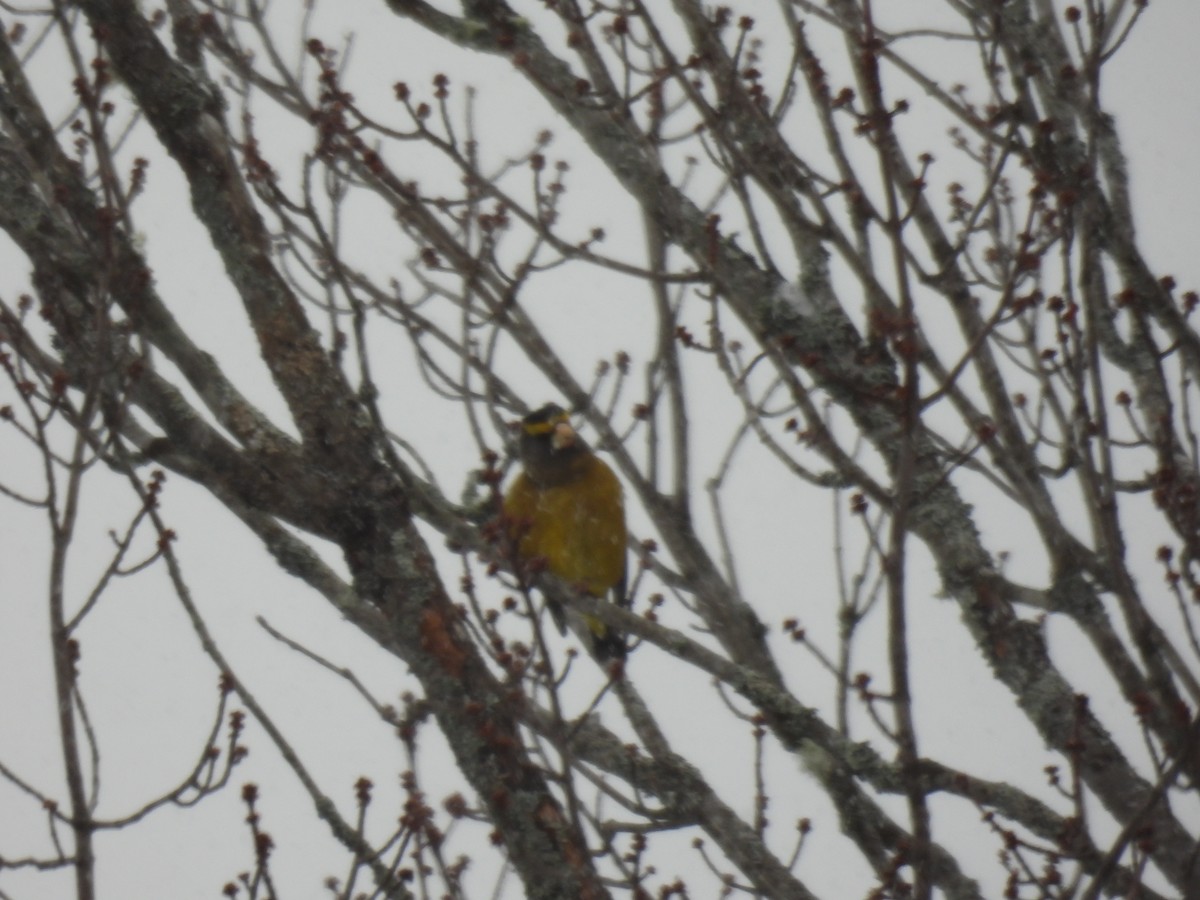 eBird Checklist 11 Dec 2022 Overlook Park 3 species