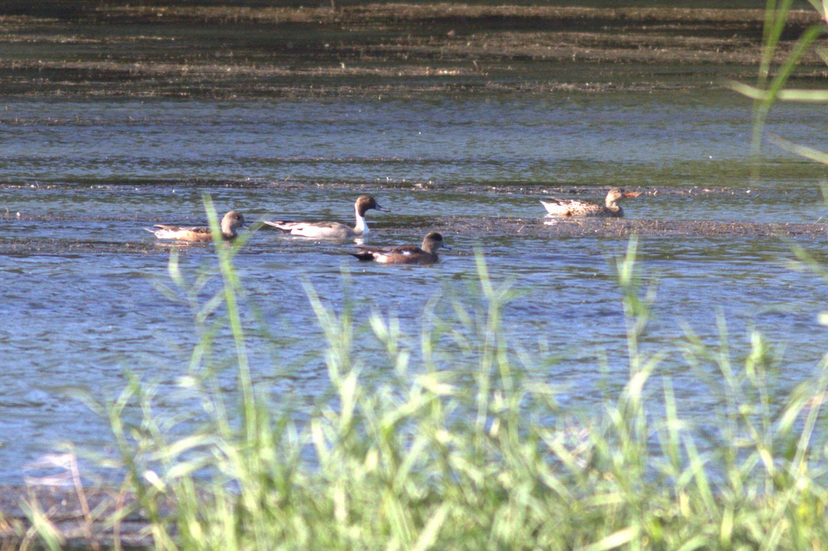 eBird Checklist - 14 Dec 2022 - Salineño Wildlife Preserve (LTC 080 ...