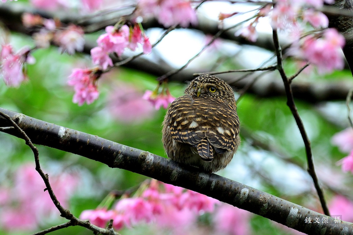 Collared Owlet - 文傑 CHUNG