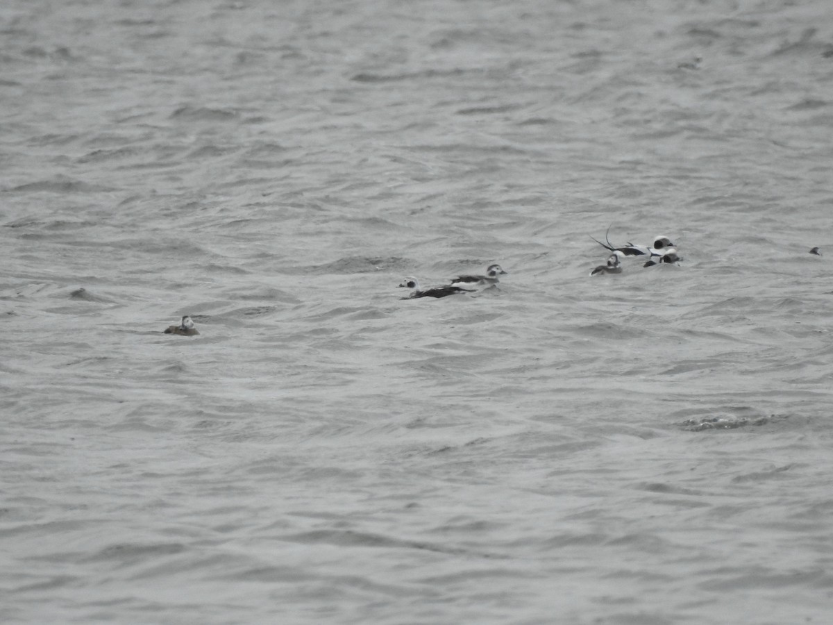 Long-tailed Duck - ML513181441