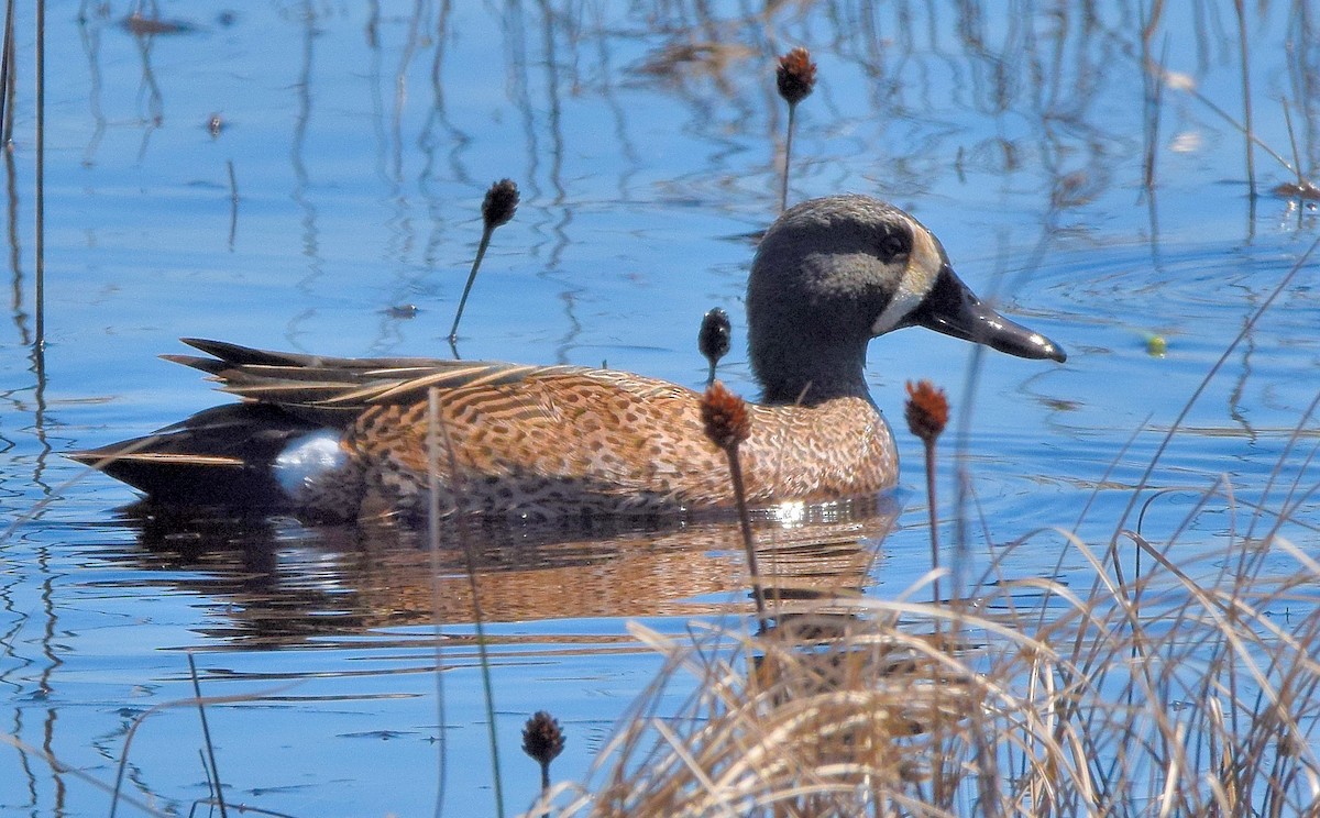 Blue-winged Teal - ML51318211