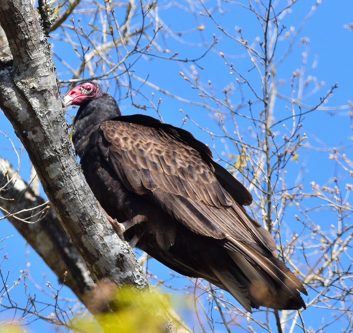 Turkey Vulture - Ed Leigh