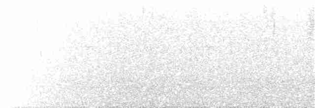 White-fronted Tyrannulet (Zeledon's) - ML51318671