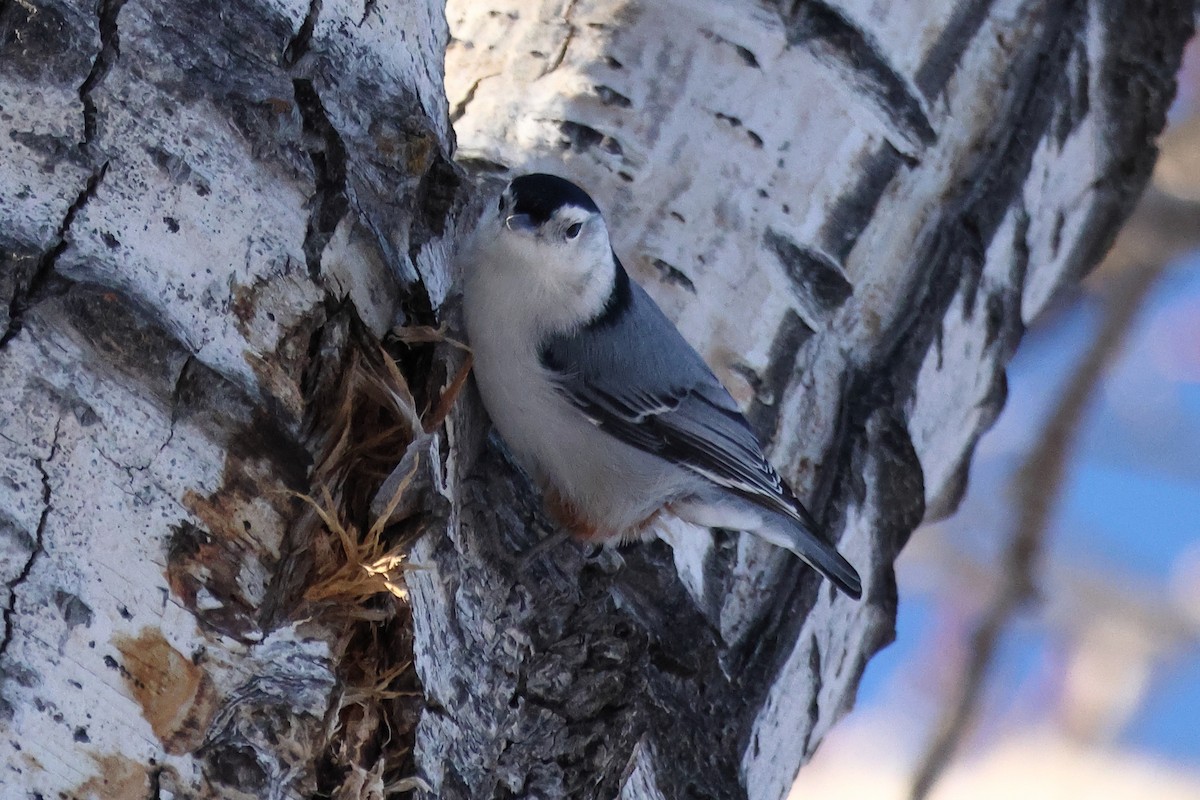 White-breasted Nuthatch - ML513190401