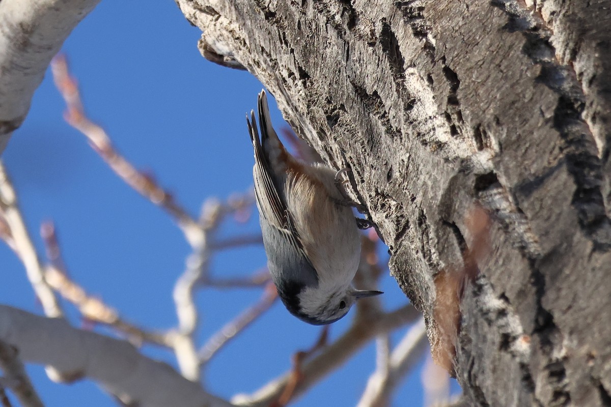 White-breasted Nuthatch - ML513190411