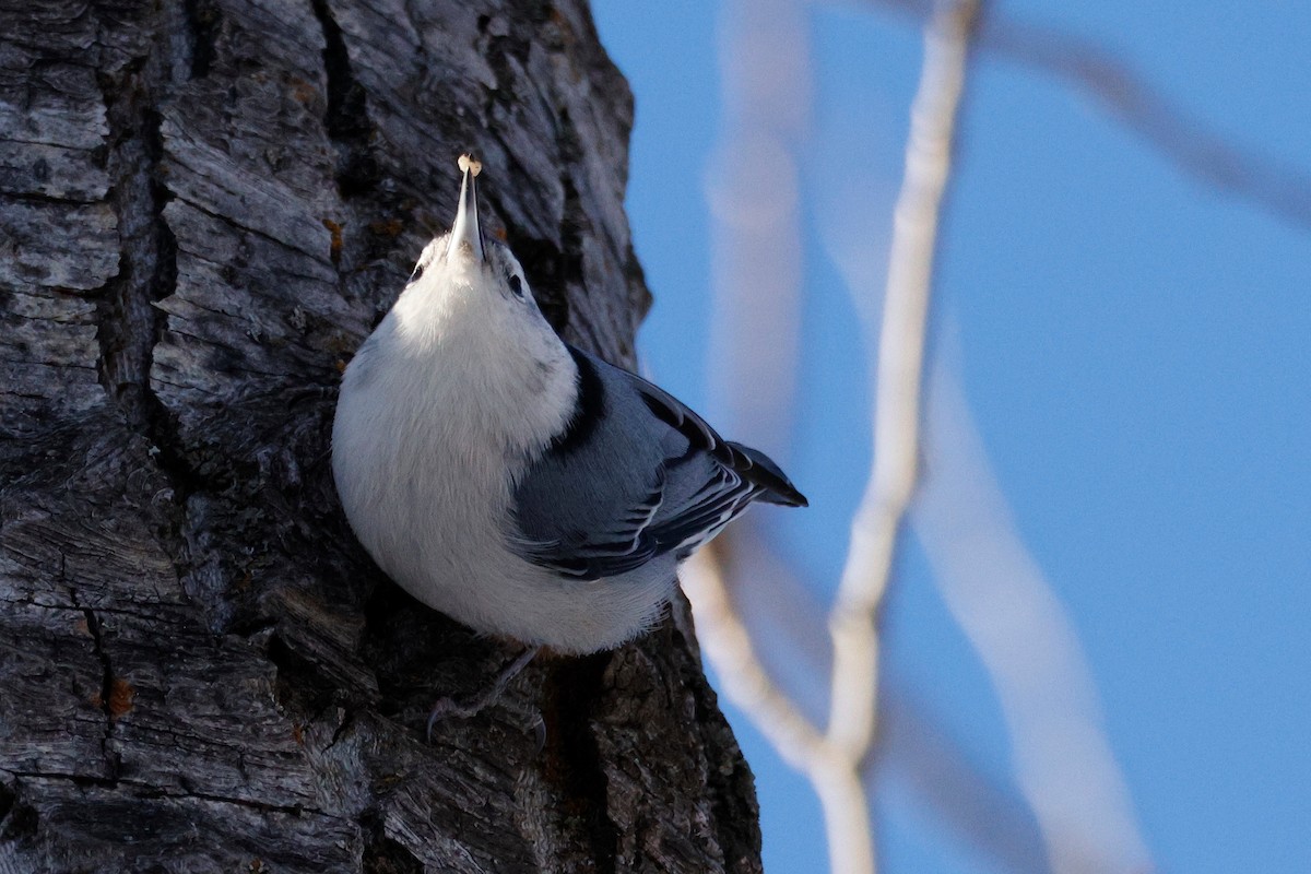 White-breasted Nuthatch - ML513190431