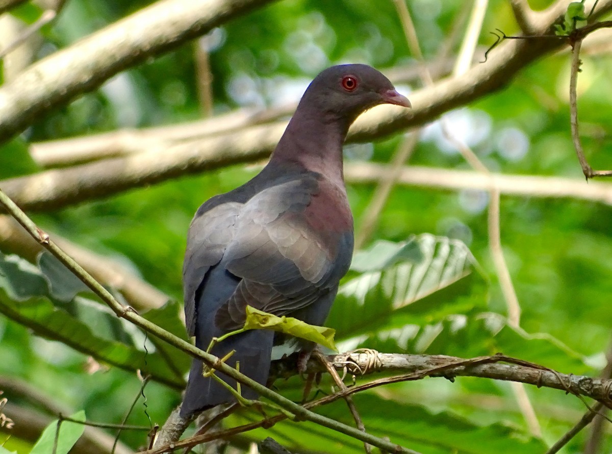 Red-billed Pigeon - Julio Acosta  ES Tour Guide