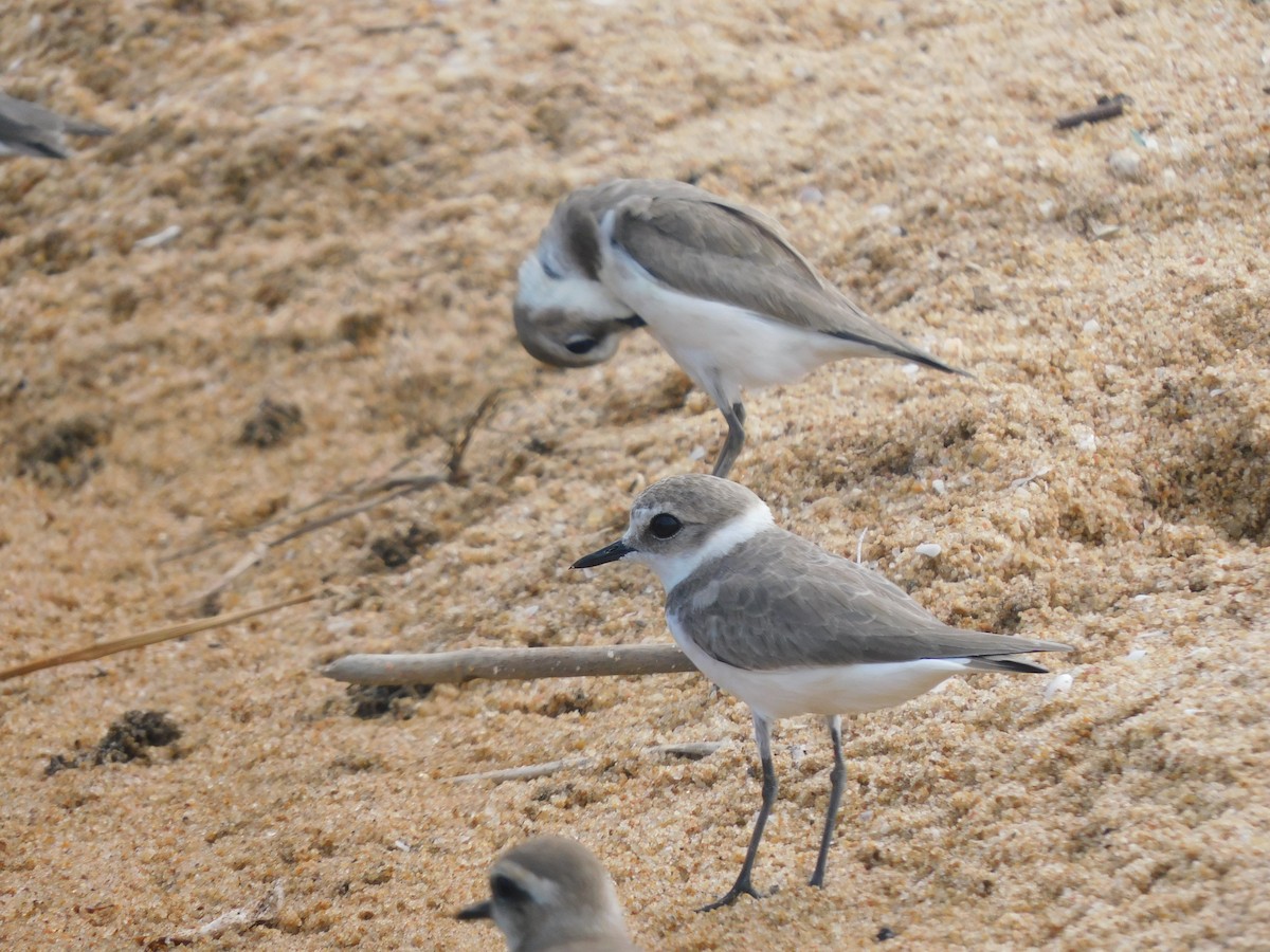 Kentish Plover - ML513192441