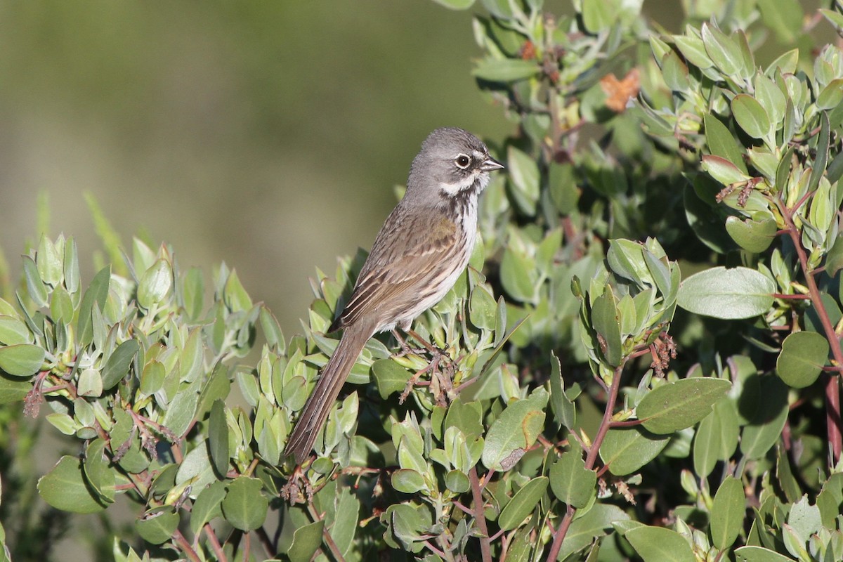Bell's Sparrow (belli) - ML513192861