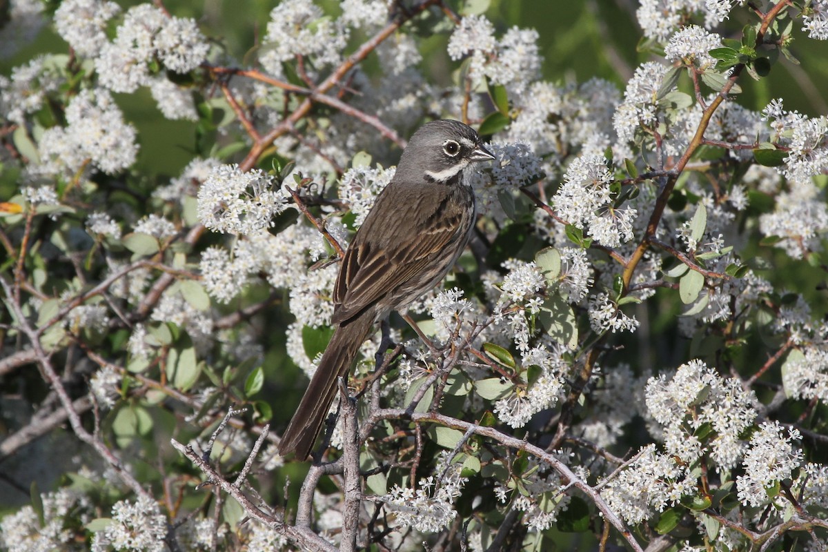 Bell's Sparrow (belli) - ML513193091