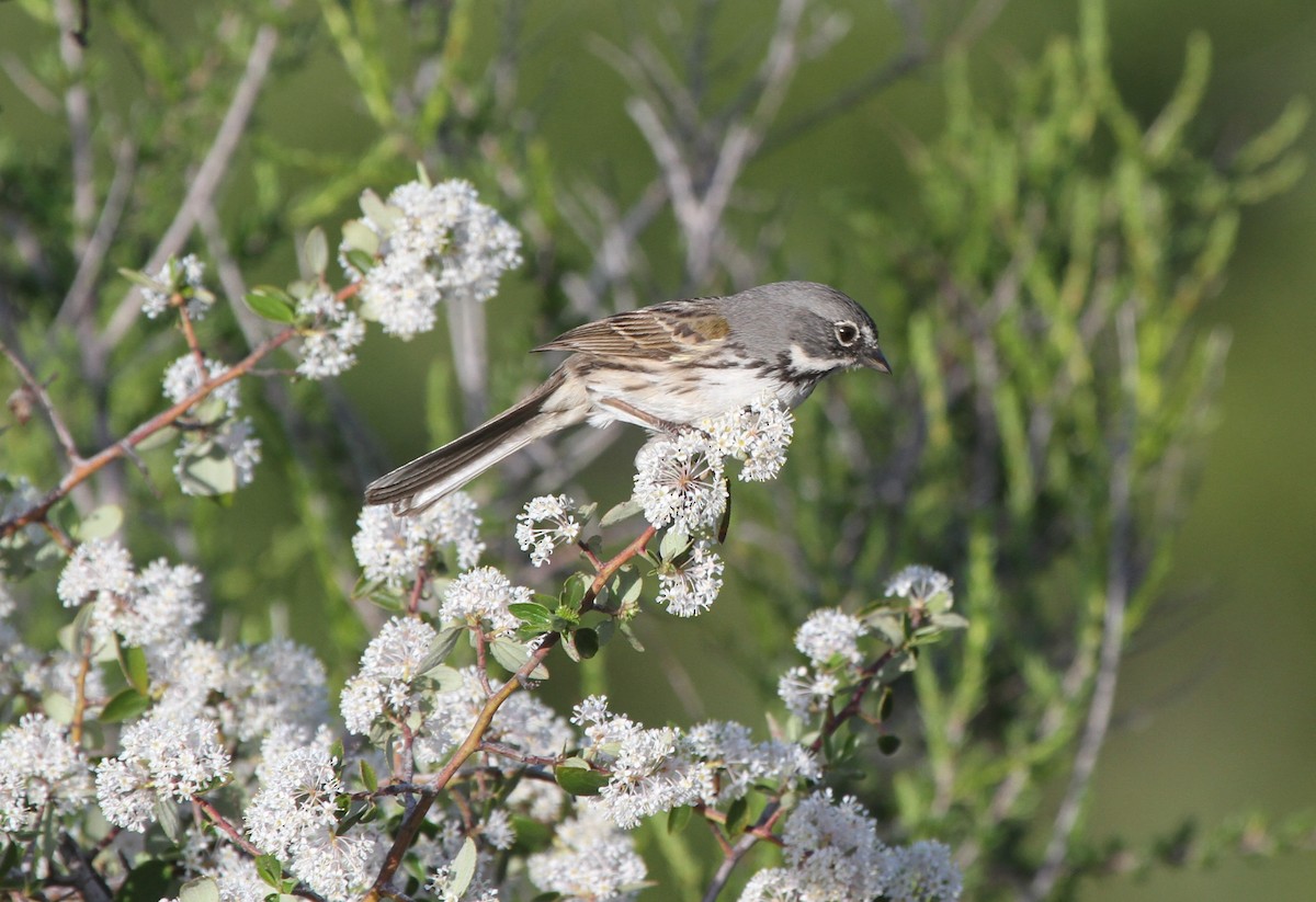 Bell's Sparrow (belli) - ML513193421
