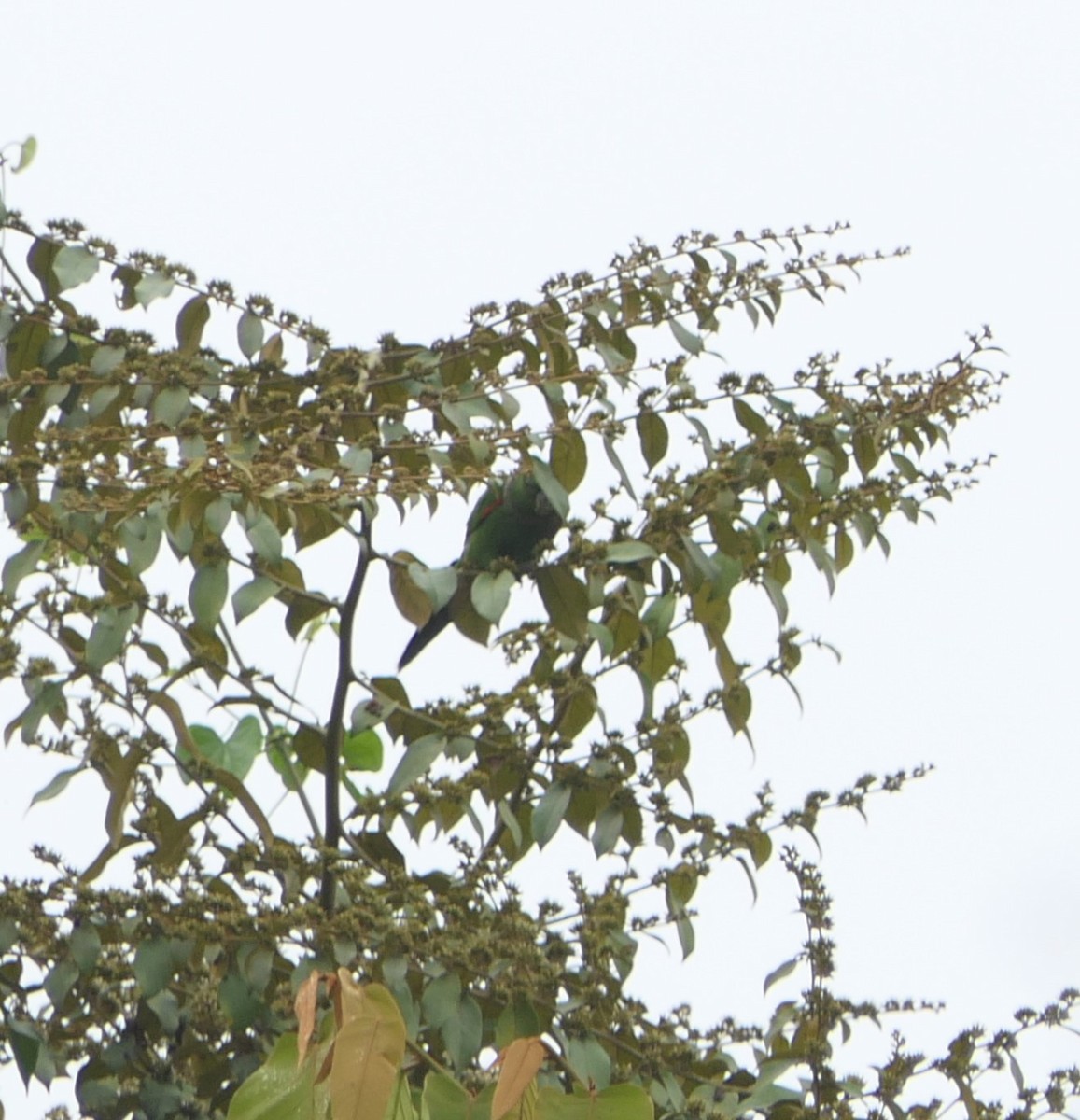 Maroon-tailed Parakeet - ML513193431