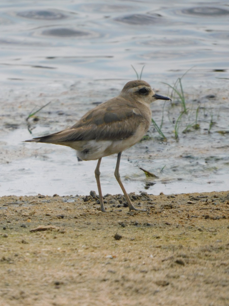Caspian Plover - ML513193951
