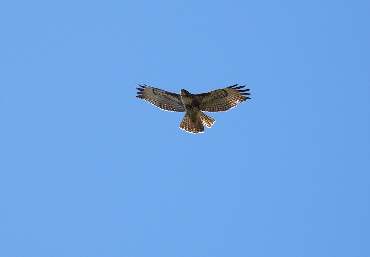 Red-tailed Hawk - ML513195991