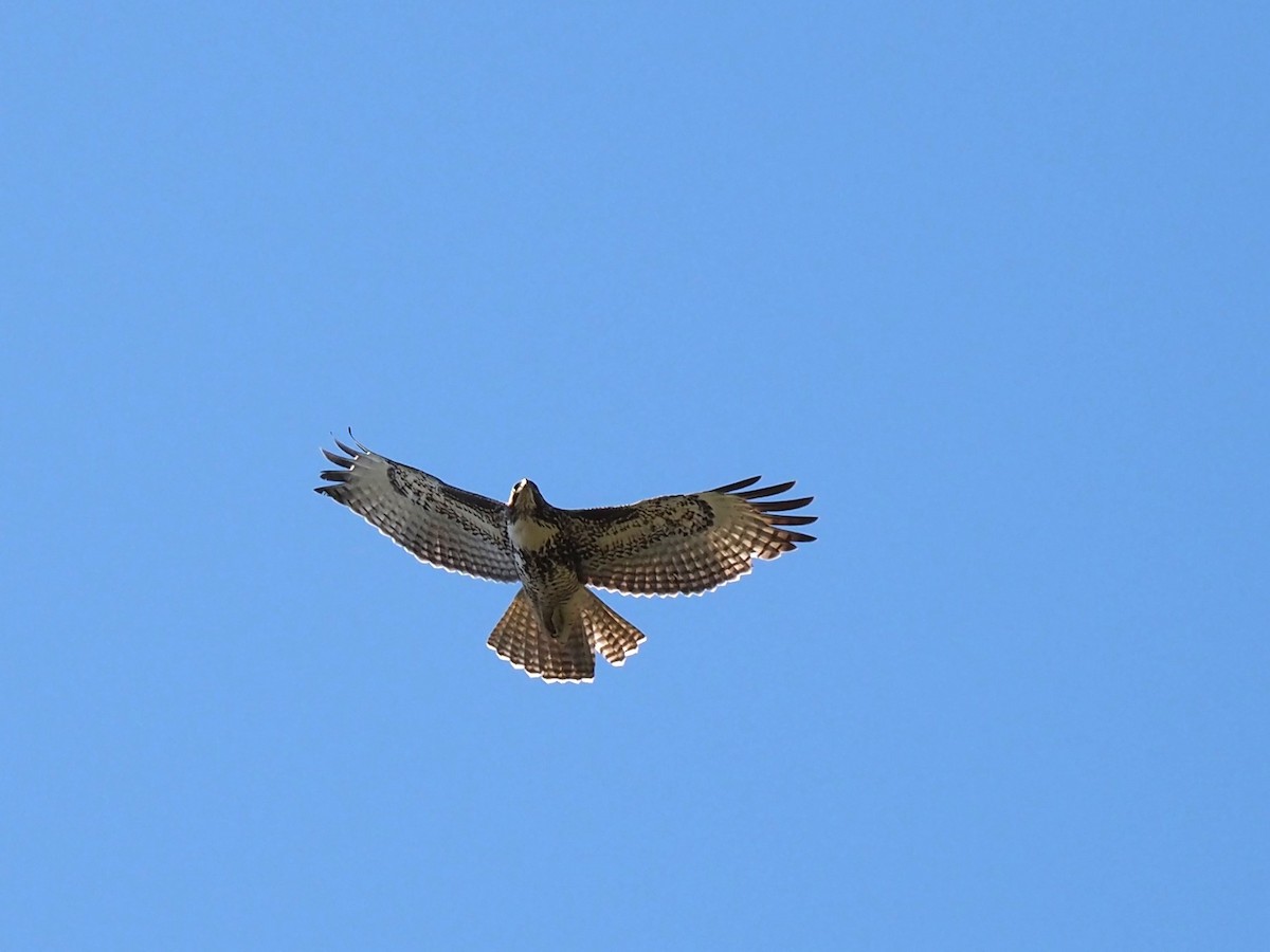 Red-tailed Hawk - ML513196001