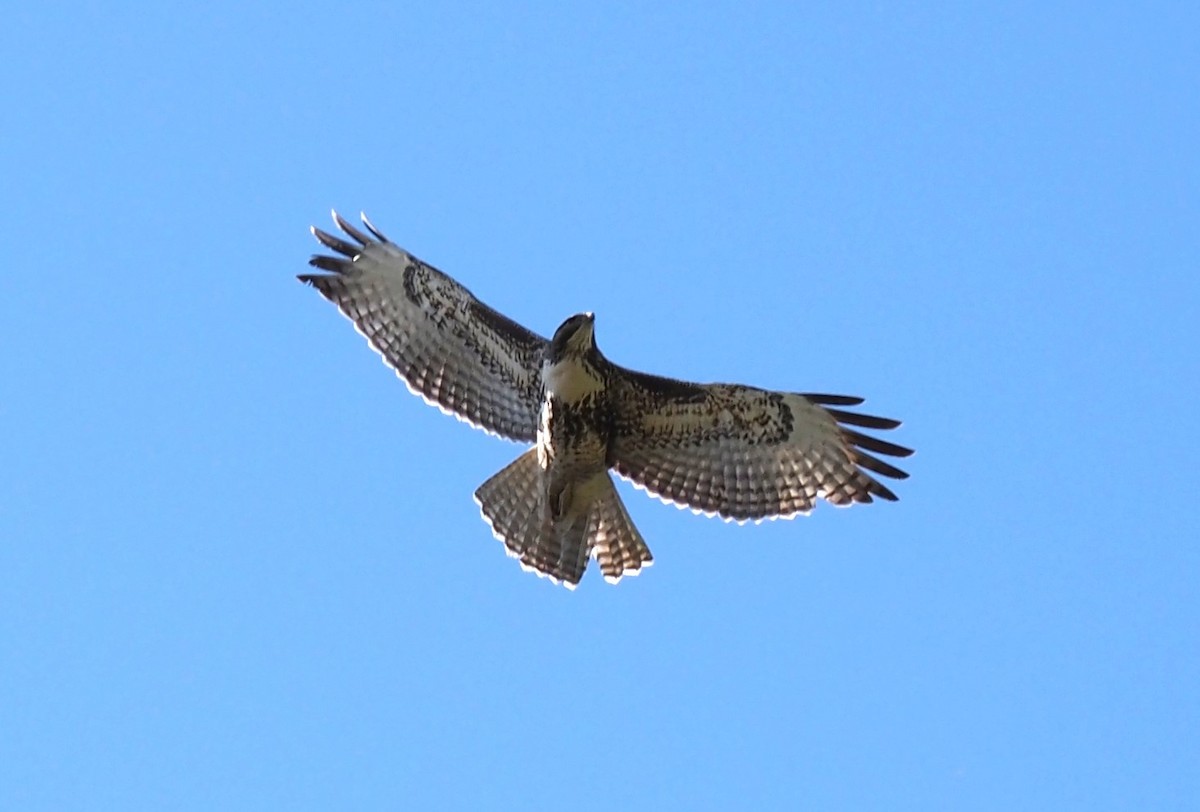 Red-tailed Hawk - ML513196011