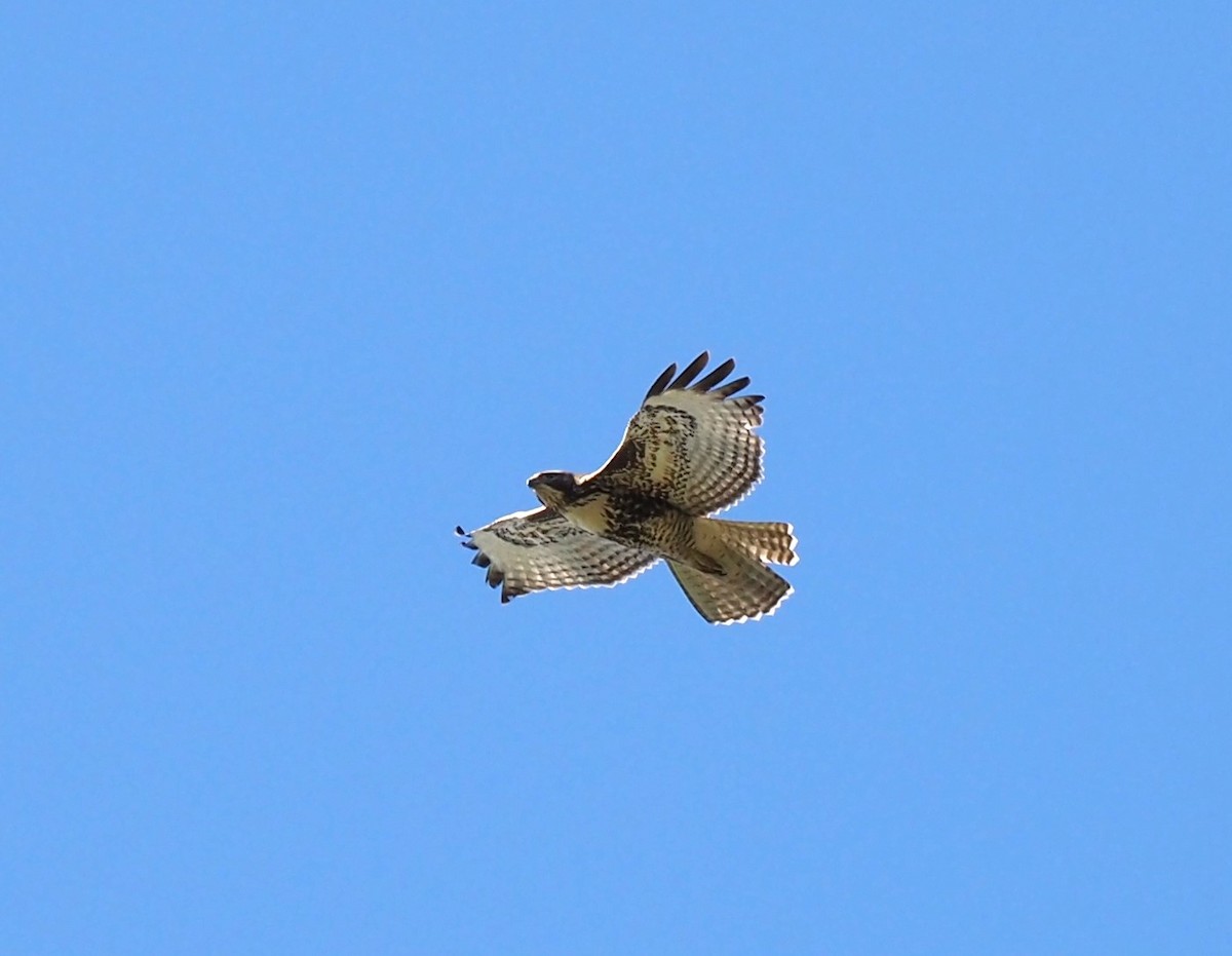 Red-tailed Hawk - ML513196031