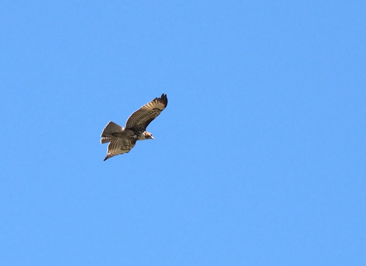 Red-tailed Hawk - ML513196041
