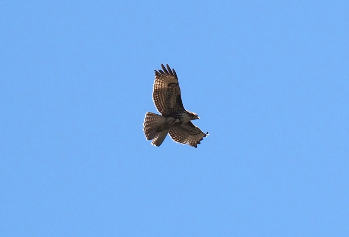 Red-tailed Hawk - ML513196051