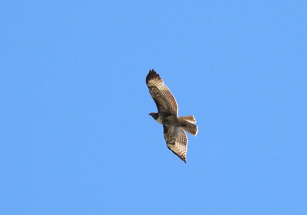 Red-tailed Hawk - Uma Sachdeva