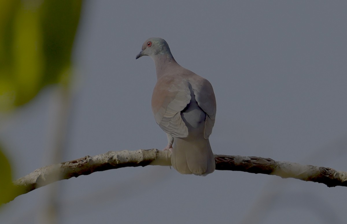 Pale-vented Pigeon - ML513200551
